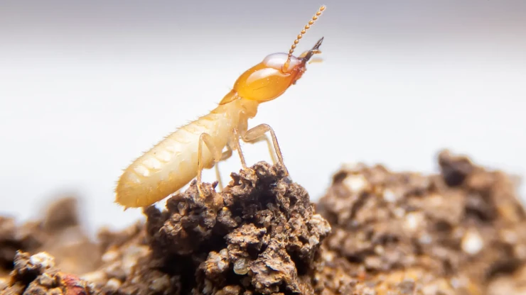 https://sa.e5dmny.com/assets/uploads/media-uploader/large-termite-danger-home1722951025.webp